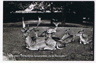 Holland Postcard Hellendoorn De Elf Provinien Hertenkamp Reindeer