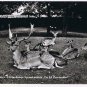 Holland Postcard Hellendoorn De Elf Provinien Hertenkamp Reindeer