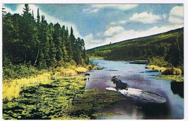 Animal Postcard Canada Mr Moose Monarch of Canadian Wilds