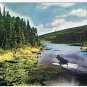 Animal Postcard Canada Mr Moose Monarch of Canadian Wilds