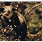 Africa Madascar Postcard Fauna Lemurs