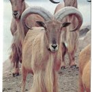 Ontario Postcard Toronto Maned Sheep Aoudad Metro Toronto Zoo