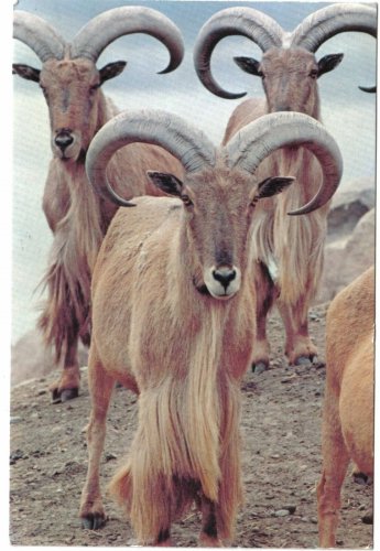 Ontario Postcard Toronto Maned Sheep Aoudad Metro Toronto Zoo