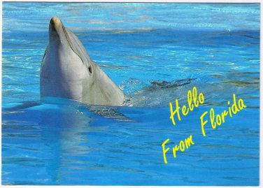 Florida Postcard Friendly Dolphin Hello
