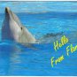 Florida Postcard Friendly Dolphin Hello