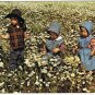 Ontario Laminated Postcard RPPC Mennonite Children in Daisy Field