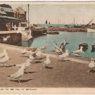 Postcard Gulls Waiting To Be Fed At Brixham Devon England UK