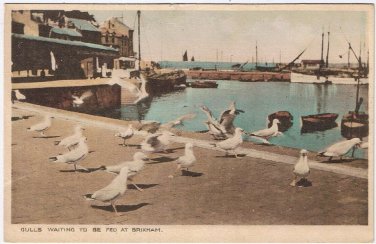 Postcard Gulls Waiting To Be Fed At Brixham Devon England UK