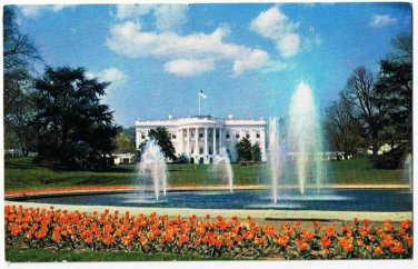 Washington DC Postcard White House Grounds Fountain Tulips