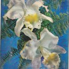Postcard 3D Lenticular White Orchids