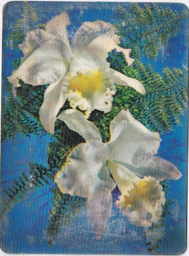 Postcard 3D Lenticular White Orchids