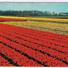 Holland Netherlands Postcard Flower Fields Red & Yellow Blooms