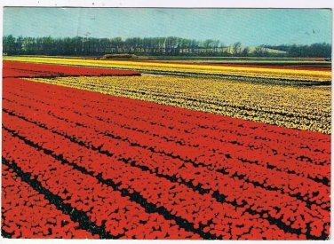 Holland Netherlands Postcard Flower Fields Red & Yellow Blooms