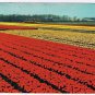 Holland Netherlands Postcard Flower Fields Red & Yellow Blooms
