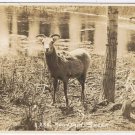 Postcard RPPC Mountain Sheep Alberta Byron Harmon Along The CPR Line