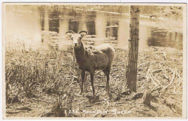 Postcard RPPC Mountain Sheep Alberta Byron Harmon Along The CPR Line