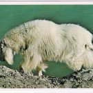 Postcard Rocky Mountain Goat Canadian Rockies