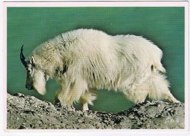 Postcard Rocky Mountain Goat Canadian Rockies