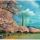 Washington DC Postcard Washington Monument Cherry Blossoms