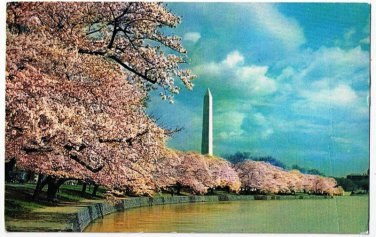 Washington DC Postcard Washington Monument Cherry Blossoms