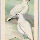 Brooke Bond Red Rose Tea Card #31 Willow Ptarmigan Birds Of North America