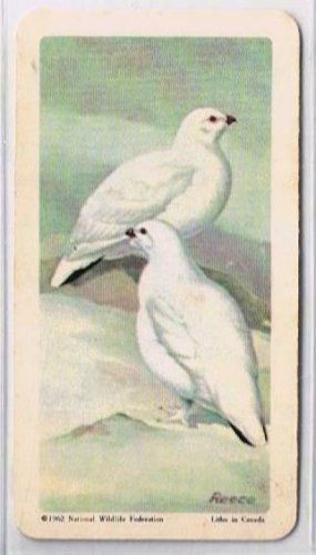 Brooke Bond Red Rose Tea Card #31 Willow Ptarmigan Birds Of North America