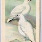 Brooke Bond Red Rose Tea Card #31 Willow Ptarmigan Birds Of North America