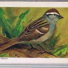 Brooke Bond Red Rose Tea Card #45 Chipping Sparrow Canadian American Songbirds