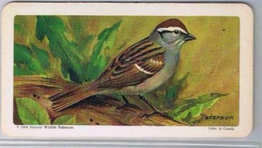 Brooke Bond Red Rose Tea Card #45 Chipping Sparrow Canadian American Songbirds