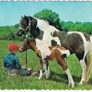 Ontario Postcard Smooth Rock Falls Kents Esso Service Boy With Pony & Horse