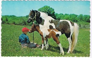 Ontario Postcard Smooth Rock Falls Kents Esso Service Boy With Pony & Horse