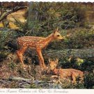 Wildlife Postcard Baby Fawns Natural Surroundings Deer