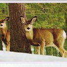 Animal Laminated Postcard RPPC Mule Deer