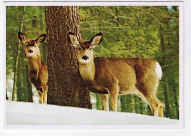 Animal Laminated Postcard RPPC Mule Deer