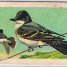 Brooke Bond Red Rose Tea Card #8 Eastern Kingbird Canadian American Songbirds