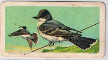 Brooke Bond Red Rose Tea Card #8 Eastern Kingbird Canadian American Songbirds