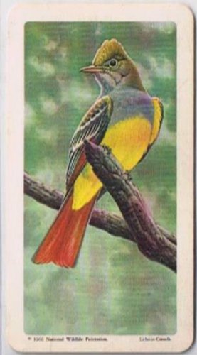 Brooke Bond Red Rose Tea Card #9 Crested Flycatcher Canadian American Songbirds