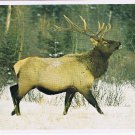Postcard Elk Or Rocky Mountain Wapiti Canadian Rockies