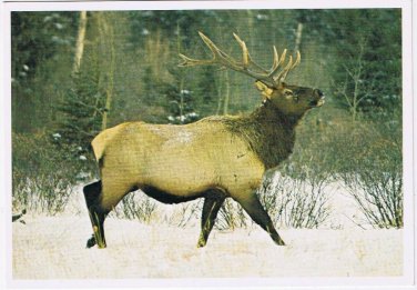 Postcard Elk Or Rocky Mountain Wapiti Canadian Rockies
