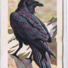 Brooke Bond Red Rose Tea Card #17 Raven Canadian American Songbirds