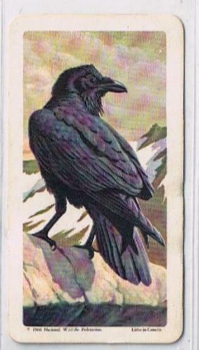 Brooke Bond Red Rose Tea Card #17 Raven Canadian American Songbirds