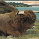 Postcard The Monarch Of The Glen OX Scotland UK