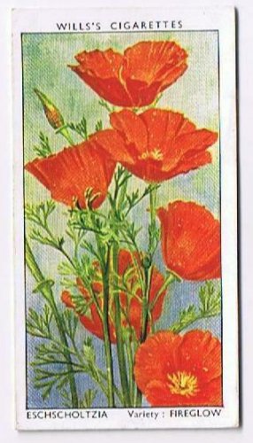 Wills Cigarette Card Garden Flowers #20 Californian Poppy Fireglow Eschscholtzia
