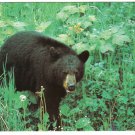 Ontario Postcard Cochrane Black Bear Polar Bear Excursion