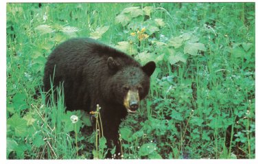 Ontario Postcard Cochrane Black Bear Polar Bear Excursion