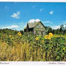 Ontario Postcard Northern Ontario Rustic Homestead Sunflowers