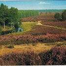 Holland Netherlands Postcard Loenermark Veluwe Heather Field River