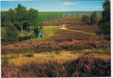 Holland Netherlands Postcard Loenermark Veluwe Heather Field River