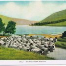 United Kingdom UK Postcard Scotland St Mary's Loch Flock of Sheep