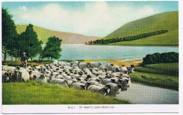 United Kingdom UK Postcard Scotland St Mary's Loch Flock of Sheep
